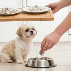 Mały piesek patrzy z nadzieją, gdy ręka wkłada kawałek śledzia do miski. Czy pies może jeść śledzie?