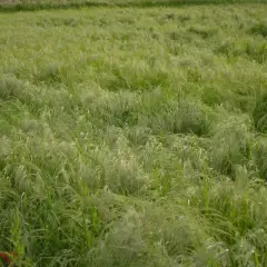 Campo verdeggiante mosso dal vento, con fili sottili che ricordano i semi di teff.
