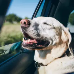 Un chien heureux, la tête à la fenêtre, profite du vent lors d'un voyage. Il semble ravi de partir en vacances avec son chien.