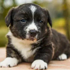 Kiedy można oddać szczeniaki? Kluczowe wskazówki, by uniknąć błędów w adopcji