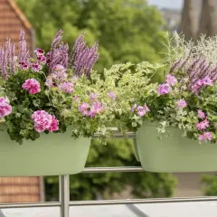Komarzyca z pelargoniami tworzy bujne kompozycje w zielonych skrzynkach na balustradzie.