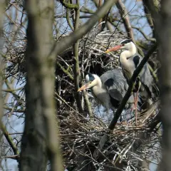 Dwa ptaki, bocian i czapla, siedzą w gnieździe wśród gałęzi.