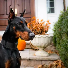 Czarny doberman, jeden z najlepszych psów obronnych, czujnie obserwuje otoczenie przed domem.