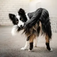 Pies rasy border collie, patrząc w obiektyw, zastanawia się, dlaczego gryzie swój ogon. Może to być nuda lub stres.
