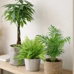 Drei grüne Zimmerpflanzen, darunter ein Farn und eine Palme, stehen auf einem Regal. Diese katzenfreundlichen Pflanzen bringen Leben in den Raum.