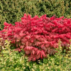 Krzew trzmielina czerwona zachwyca jesienią intensywną, ognistą barwą liści, kontrastując z zielenią tła.