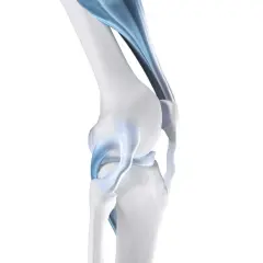 Anatomia del ginocchio con legamenti blu evidenziati. Potrebbe spiegare la sensazione di ginocchio debole.