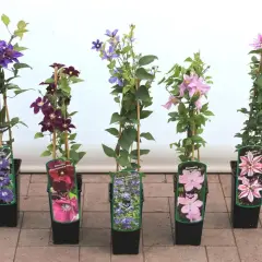 Fünf verschiedene Clematis-Sorten, bereit zum Clematis pflanzen: blau, dunkelrot, hellrosa und zweifarbig.