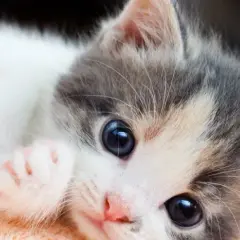 Cómo cuidar a un gato: errores comunes que debes evitar para su bienestar