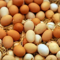 Un mucchio di uova fresche, marroni e bianche, su un letto di paglia. Per capire se le uova sono buone, osserva la loro freschezza.