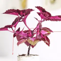 En vacker palettblad 'China Rose' med djupt rosa och lila blad.