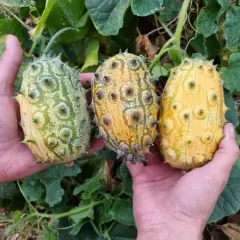 Trzy kolczaste owoce kiwano, od zielonego do żółtego, w dłoniach. Udany kiwano uprawa w ogrodzie.