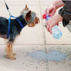 Persona intenta como refrescar a un perro con agua de botella. El perro mira atentamente.