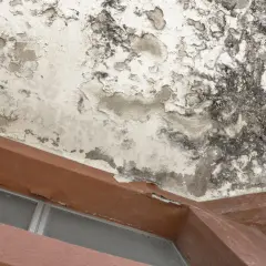 Plafond dégradé par un dégât des eaux, avec peinture écaillée et moisissures. Le syndic doit intervenir.