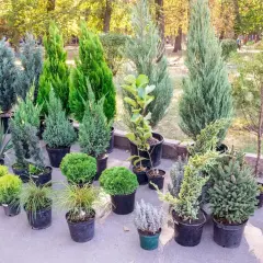 Wybór iglaków na balkon: małe drzewka iglaste w doniczkach, idealne do stworzenia zielonej oazy.