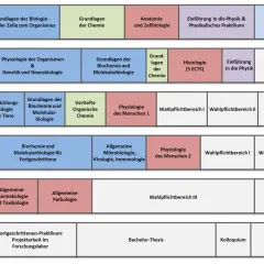Studienverlaufsplan für Biomedizin: Von Zellbiologie über Genetik bis zur Bachelor-Thesis.