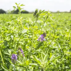 Champ verdoyant de semis de luzerne, avec des fleurs violettes épanouies au premier plan.