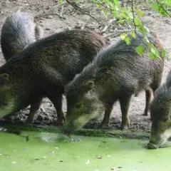 Un groupe de pécaris, une espèce de porc sauvage d'Amérique, boit dans une mare verdâtre.