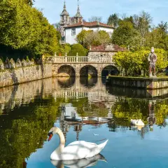 Un cisne blanco nada en un estanque frente a un puente de piedra y un palacio, un lugar encantador que ver cerca de Santiago de Compostela.