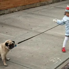 Kleines Mädchen mit Mütze und Jacke führt einen Mops an der Leine über den Gehweg.