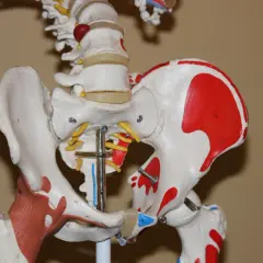 Modello anatomico del bacino e della colonna vertebrale, con dettagli rossi sull'osso iliaco, che illustra la complessa articolazione dell'anca a scatto.