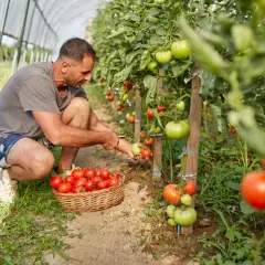 Uomo raccoglie pomodori maturi in serra, accanto a un cesto pieno. La pianta di pomodoro, un ortaggio perenne, offre un raccolto abbondante.