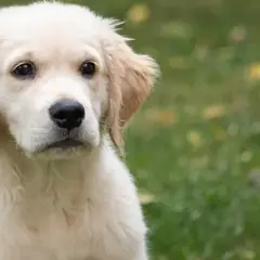 Ile karmy dla szczeniaka golden retriever - uniknij błędów w karmieniu