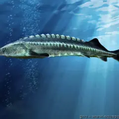 Un esturgeon beluga record nage dans les profondeurs bleues, ses barbillons effilés sondant l'eau.