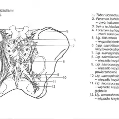Anatomia miednicy z widocznymi więzadłami, w tym więzadło krzyżowo-guzowe (12), stabilizujące staw krzyżowo-biodrowy.