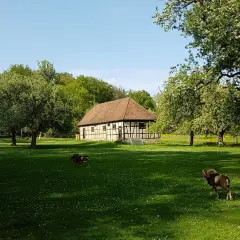 Ein Widder und zwei Schafe grasen auf einer blühenden Wiese im favoritepark ludwigsburg. Fachwerkhäuser und blühende Bäume im Hintergrund.