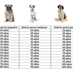 Tabla comparativa de la edad de perros en humanos, mostrando la equivalencia de años para perros pequeños, medianos y grandes.