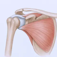 Anatomia barku z mięśniami i więzadłami. Poznaj domowe sposoby na ból barku, by ulżyć sobie.