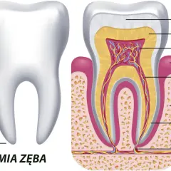 Anatomia zęba: szkliwo, zębina, miazga, dziąsło i korzeń. Choć ząb nie jest kością, jego struktura jest złożona.