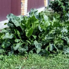 Gęsty, zielony chrzan rośnie bujnie przy budynku. Idealne miejsce, by dowiedzieć się, jak sadzić chrzan i cieszyć się jego ostrym smakiem.