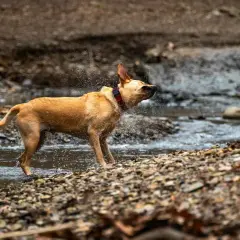 Perro marrón sacudiendo agua en un arroyo, un ejemplo de porque se sacuden los perros para secarse.