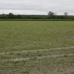 Młode rośliny kukurydzy na wilgotnym polu z widocznymi śladami po oponach.