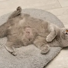 Chaton gris couché sur le dos, ventre rasé avec sutures, suite à une hernie ombilicale. Il se repose sur un tapis moelleux.