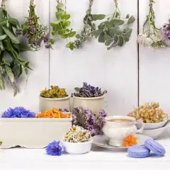 Suszone zioła na biegunkę: mięta, oregano, szałwia, rumianek. Obok filiżanka herbaty i makaroniki.
