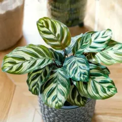 Calathea lancifolia z liśćmi w paski, jakby namalowanymi pędzlem, w szarej doniczce na drewnianej podłodze.