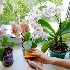 Comment nettoyer les feuilles d'orchidées : une éponge orange nettoie délicatement les feuilles vertes d'une orchidée sur le rebord de la fenêtre.