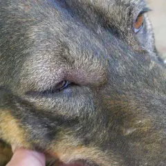 Primer plano de un perro con un ojo cerrado y lloroso, buscando remedios caseros.