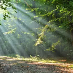 Promienie słońca przebijające się przez liście tworzą magiczną atmosferę w jednym z najpiękniejszych lasów w Polsce.