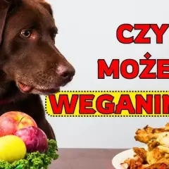 Czy pies może jeść mięso z rosołu? Uniknij zagrożeń, karm bezpiecznie