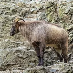 Un tar del Himalaya, con su pelaje denso y cuernos curvos, se posa con agilidad sobre rocas escarpadas.