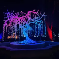 Magiczne iluminacje świetlne w Warszawie: drzewo ozdobione tysiącami kolorowych lampek, tworzące tęczowy wodospad światła.