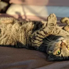 Gato atigrado boca arriba, mostrando sus patas y ojos verdes. Un ejemplo de los cuidados de un gato es su tiempo de juego y descanso.