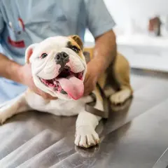 Uśmiechnięty buldog na stole weterynaryjnym, po zabiegu kastracji. Co daje kastracja psa? Zapobiega chorobom i niechcianym ciążom.