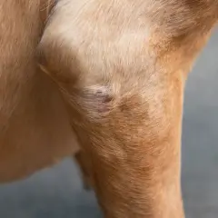Close-up of a dog's leg showing a red, irritated patch of skin, possibly a symptom of autoimmune disease in dogs.