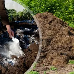 Ręka rozsypuje wapno gaszone na ziemi, obok sterta kompostu.