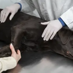 Ile kosztuje uśpienie psa u weterynarza? Ceny i ważne czynniki